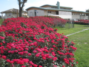 Trionfo rosso in riva al mare...